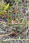 Grassleaf coneflower